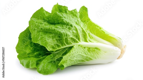 Fresh romaine lettuce with crisp green leaves, ideal for salads.