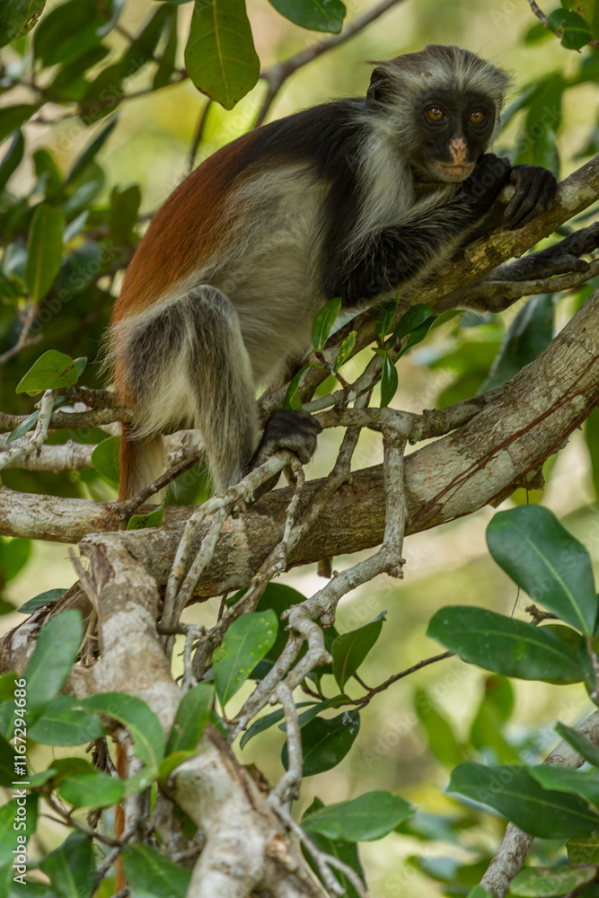 Obraz premium Sansibar - affe