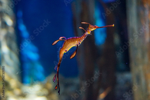 Singapore, Asia, a sea horse in water
