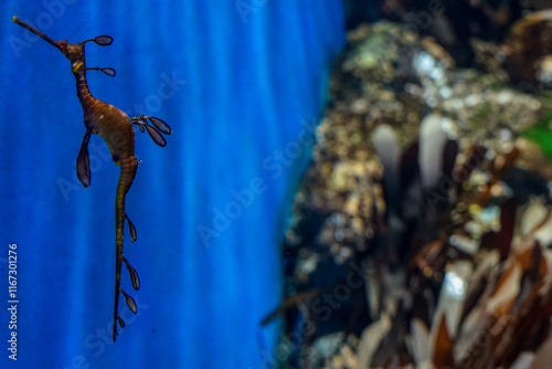Singapore, Asia, a close up of a blue wall with sea horse