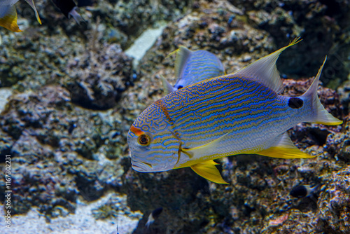 Singapore, Asia, a fish swimming under water photo