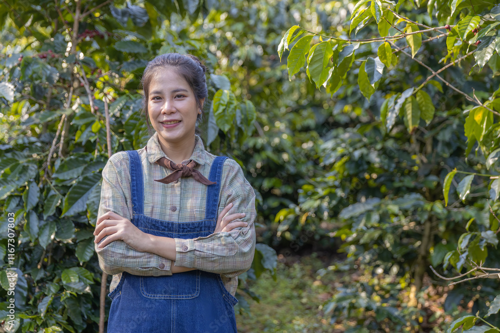 Fototapeta premium Farmer inspect and picking coffee beans on the coffee tree. organic arabica coffee with farmer harvest in farm. farmers are harvesting coffee berries