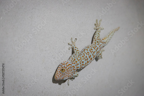 Bilde på lerret Large gecko is perched