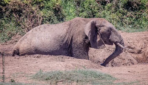 Large wild female African elephant  in muddy waterhole in Addo National Park, South Africa on 10 December 2024 photo