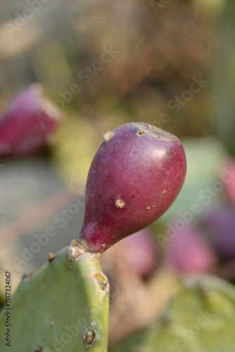 closeup the juicy maroon cactus fruit with green plant soft focus natural green yellow background.