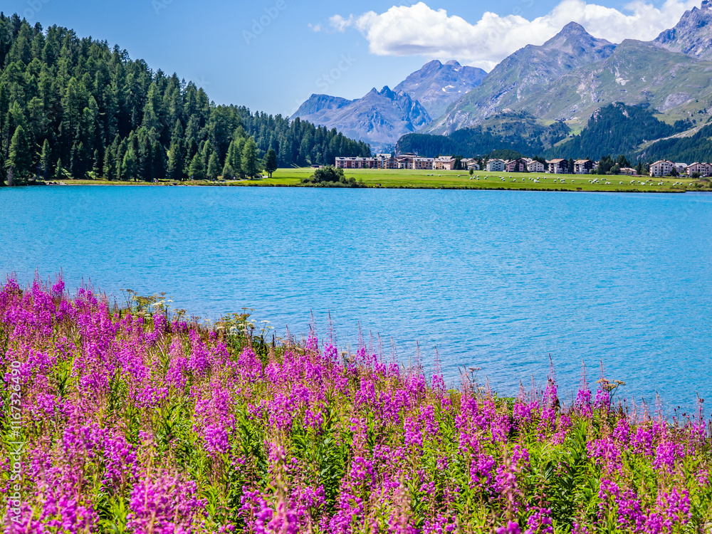 View of Sils-Maria with its beautiful flowers(camenèrio)Engadine-Switzerland
