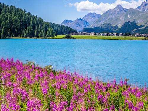 Obraz na płótnie View of Sils-Maria with its beautiful flowers(camenèrio)Engadine-Switzerland w salonie