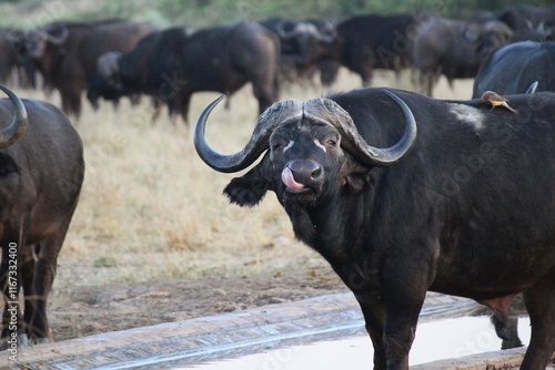 funny buffalo licking lips
