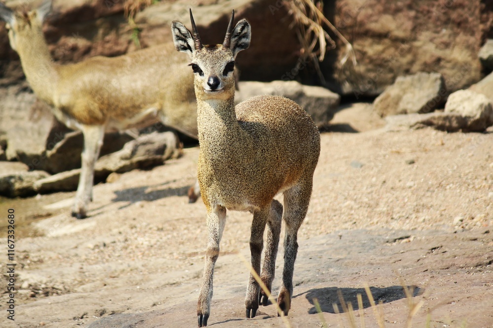 klipspringer on a dirt road klipspringer on a dirt road