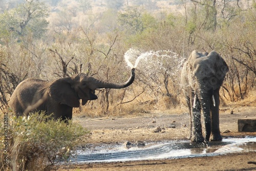 elephant spraying water at a waterhole