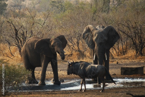 elephant shaking head cheekily at wildebeest at waterhole photo