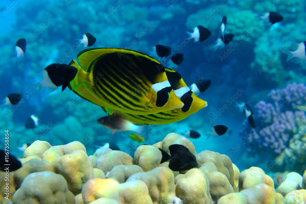 Striped butterflyfish or diagonal butterflyfish (Chaetodon fasciatus) undersea, Red Sea, Egypt, Sharm El Sheikh, Montazah Bay