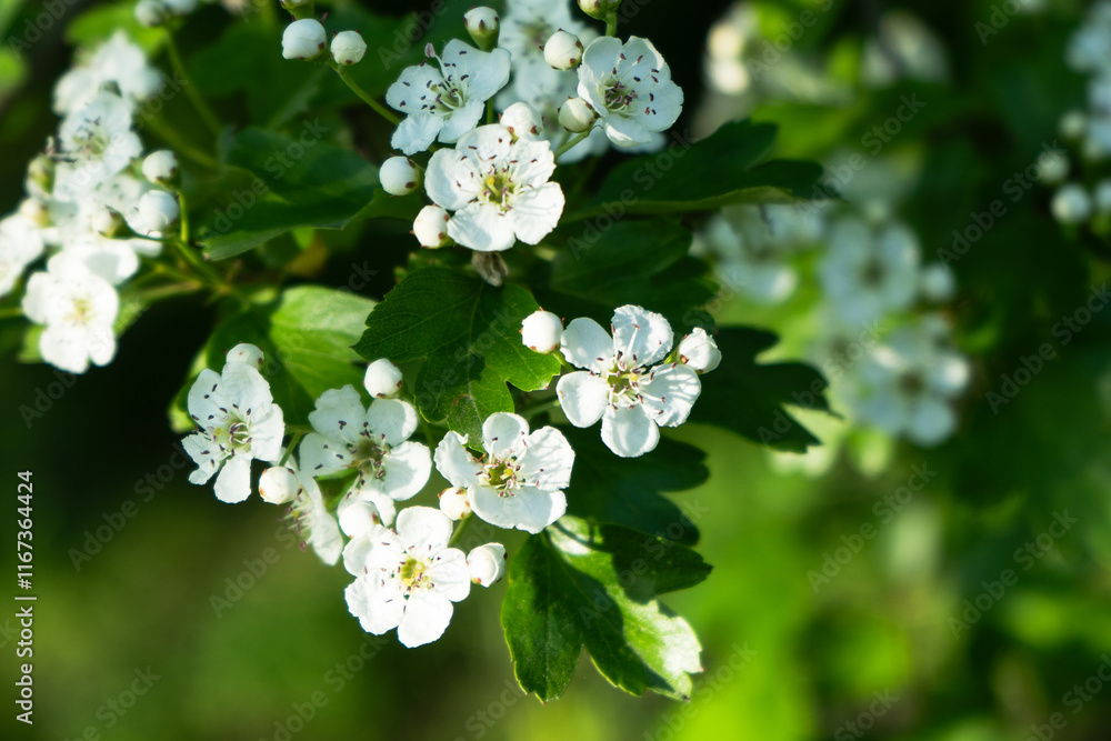 spring blossoming of trees, white flowers on a tree