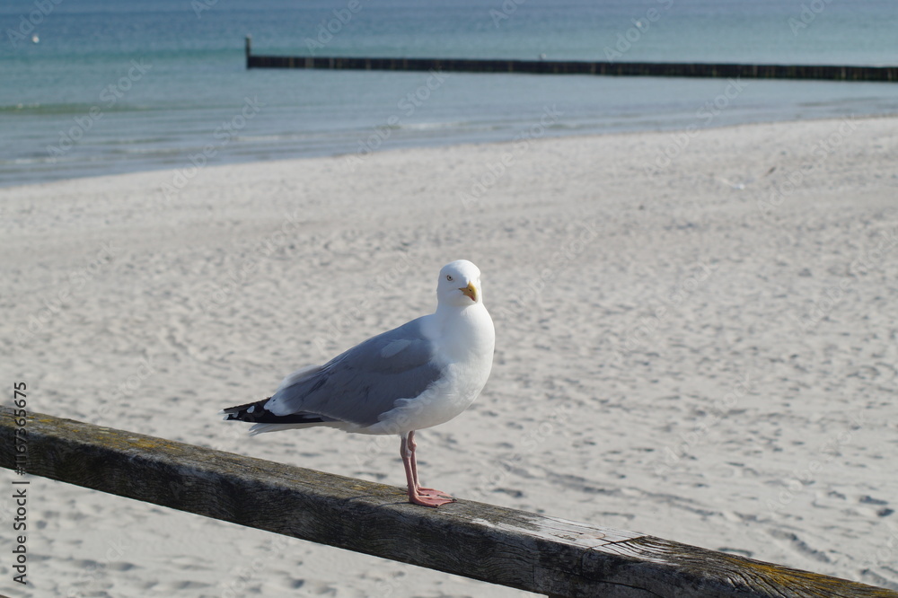 herring gull, Larus argentatus, sitting on a wooden railing on the baltic sea beach in summer. on vacation on a sunny day. herring gull, Larus argentatus, sitting on a wooden railing on the baltic sea beach in summer. on vacation on a sunny day.