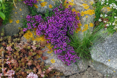 Thyme and stonecrop, rock garden plants, Sedum acre, Thymus praecox in a beautiful combination in the rock garden