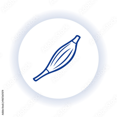 Detailed vector illustration of a human muscle organ for medical anatomy reference