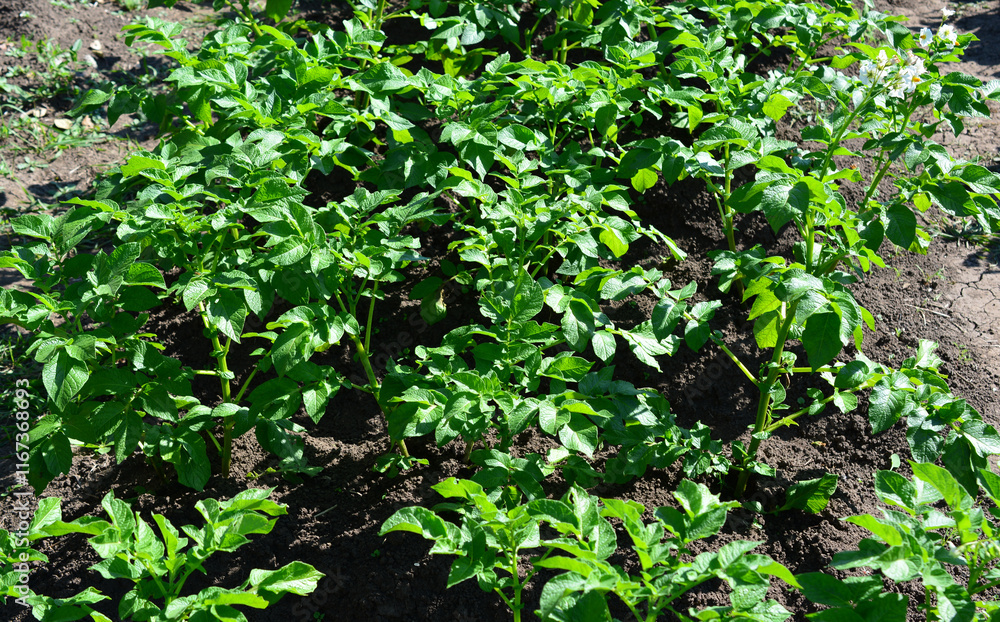 a field of green potato plants close up a field of green potato plants close up