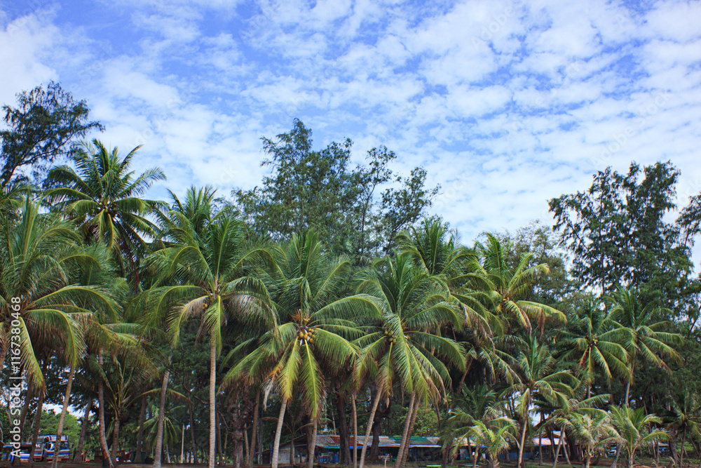 Thung Wua Laen Beach Popular tourist attractions in Chumphon Province Thung Wua Laen Beach Popular tourist attractions in Chumphon Province