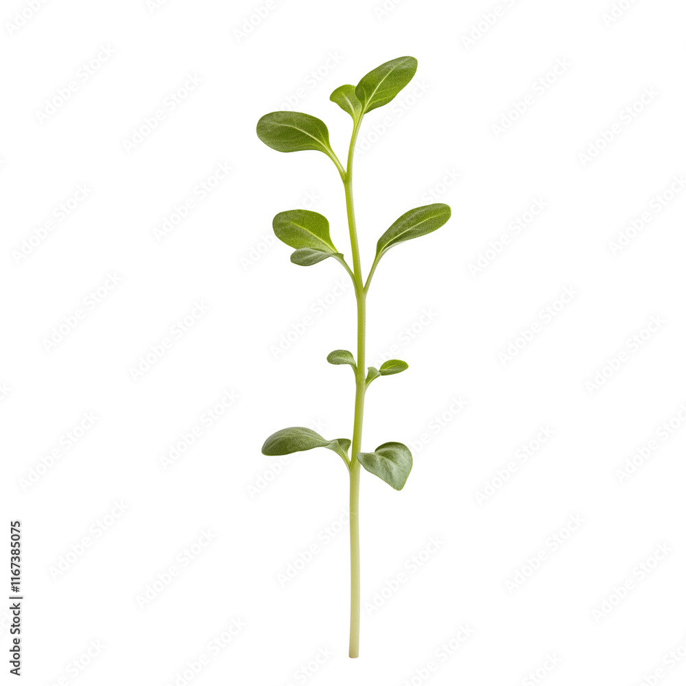 Fototapeta premium Light green sprouting seedling, minimalist design, isolated on white