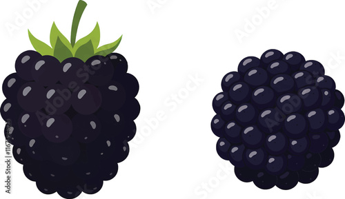 Blackberry Vector on Transparent Background

