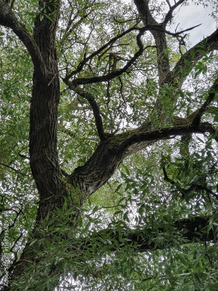 The crown of an old willow tree, close up, against thecloudy  sky.