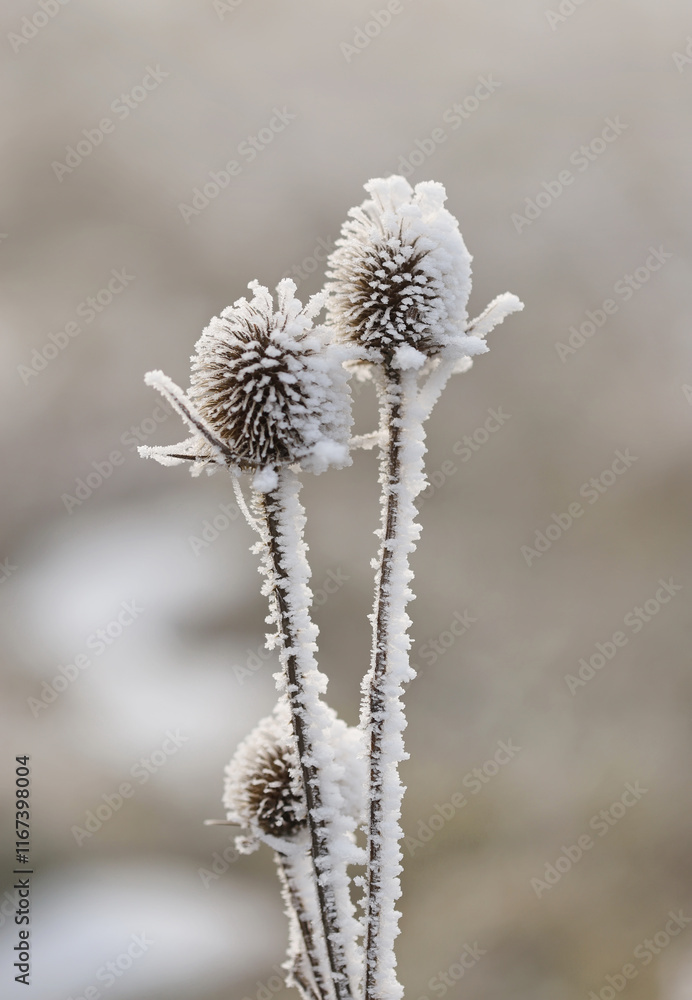 Frozen wild teasel (Dipsacus sylvestris) close up Frozen wild teasel (Dipsacus sylvestris) close up