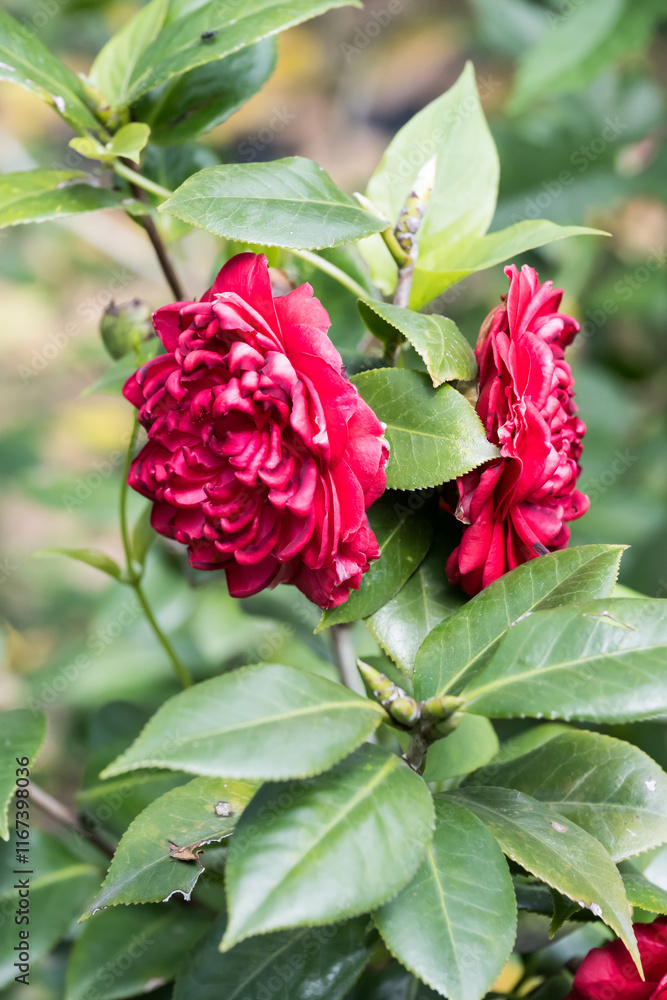 Beautiful camellia flowers in garden. Beautiful camellia flowers in garden.