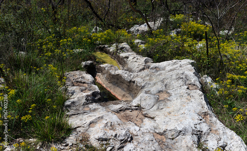 Wood spurge in the karst rock formations, Brestovizza, Slovenia photo