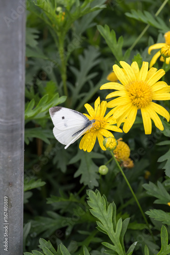 A cabbage white butterfly on the African Bush Daisy (Euryops chrysanthemoides) flower. photo