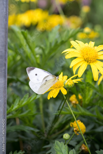 A cabbage white butterfly on the African Bush Daisy (Euryops chrysanthemoides) flower. photo