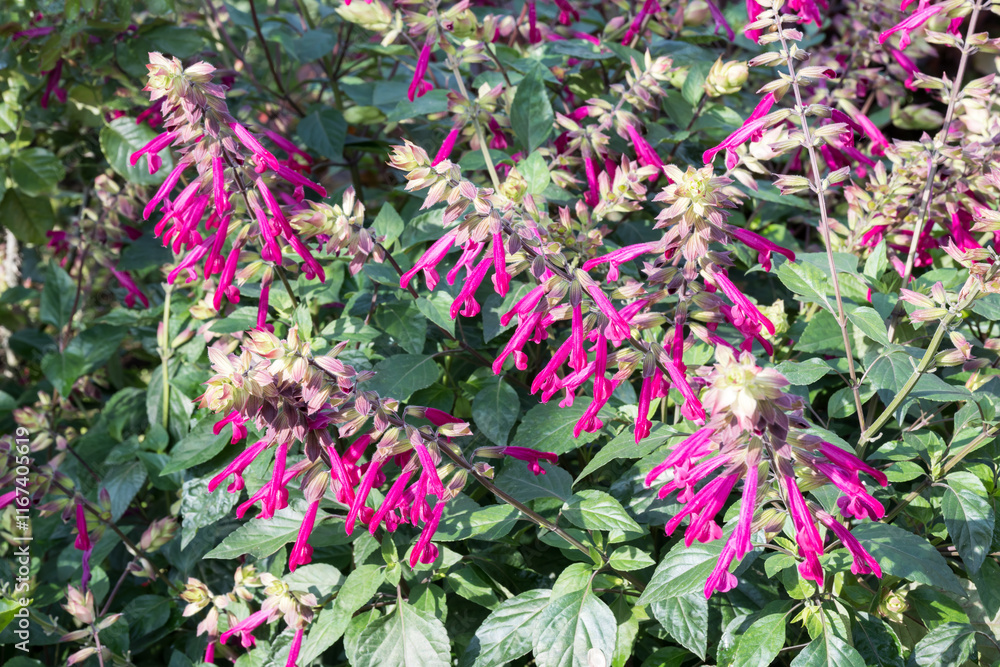 Obraz premium Beautiful Salvia 'Wendy's Wish' (Sage) flowers.