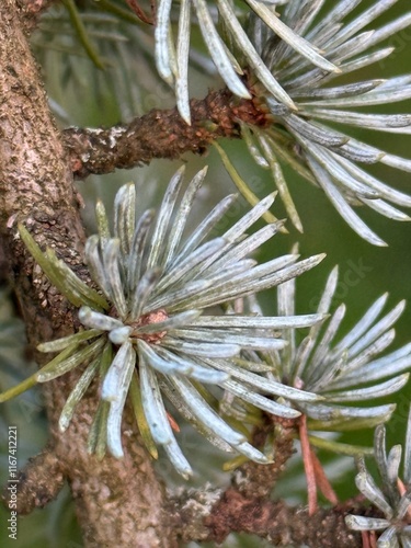 Feuilles de pin photo