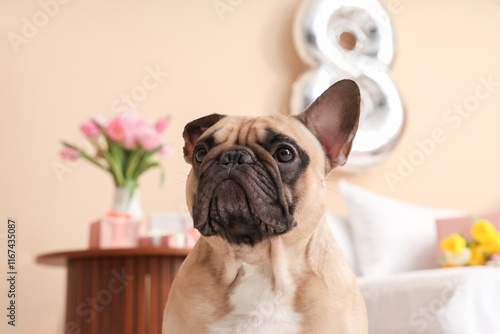 Cute French bulldog in fest...