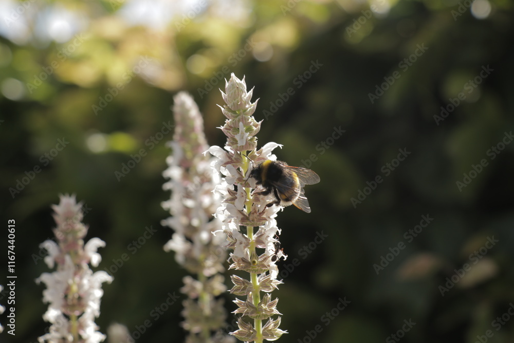 Honey bee on flower collecting nectar to create fresh local honey. White flowers, floral background in garden. Honey bee on flower collecting nectar to create fresh local honey. White flowers, floral background in garden.