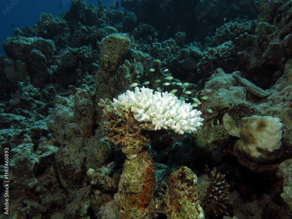 Bluegreen chromis Chromis viridis swimming over a bleached Acropora sp. coral 