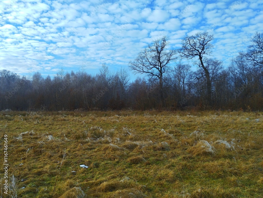Two large oak trees on the edge of the ley stand out against the blue sky. Bright landscape with a forest on the horizon. In the foreground, grass with traces of ice and frost. Two large oak trees on the edge of the ley stand out against the blue sky. Bright landscape with a forest on the horizon. In the foreground, grass with traces of ice and frost.
