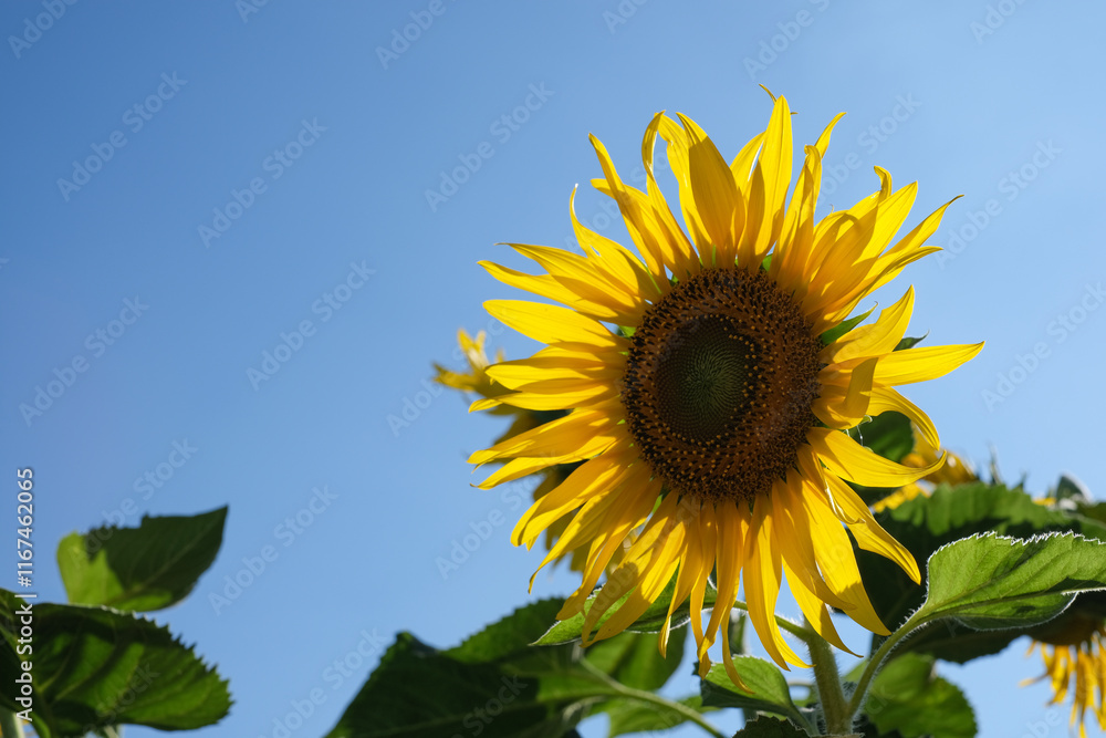 A vibrant sunflower in full bloom against a clear blue sky. The bright yellow petals and green leaves radiate under the sunlight, symbolizing warmth and positivity. A vibrant sunflower in full bloom against a clear blue sky. The bright yellow petals and green leaves radiate under the sunlight, symbolizing warmth and positivity.