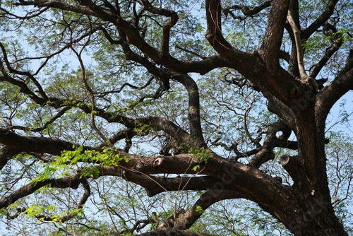 A close-up view of a Giant Monkey Pod tree showcasing its massive, intertwined branches and lush green canopy under a vibrant blue sky. Ideal for nature and environmental projects. photo