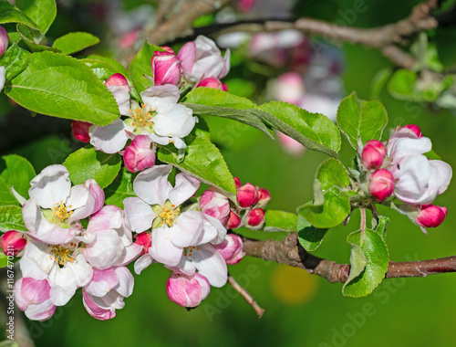 Blühender Apfelbaum, Malus, im Frühling