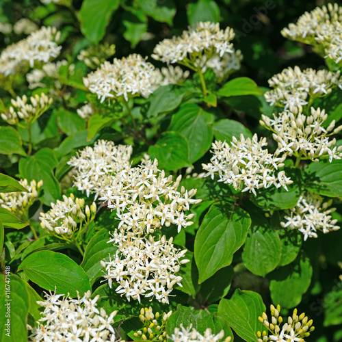 Blühender Roter Hartriegel im Frühling photo