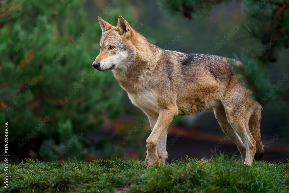 Fototapeta premium Grey wolf in autumn nature