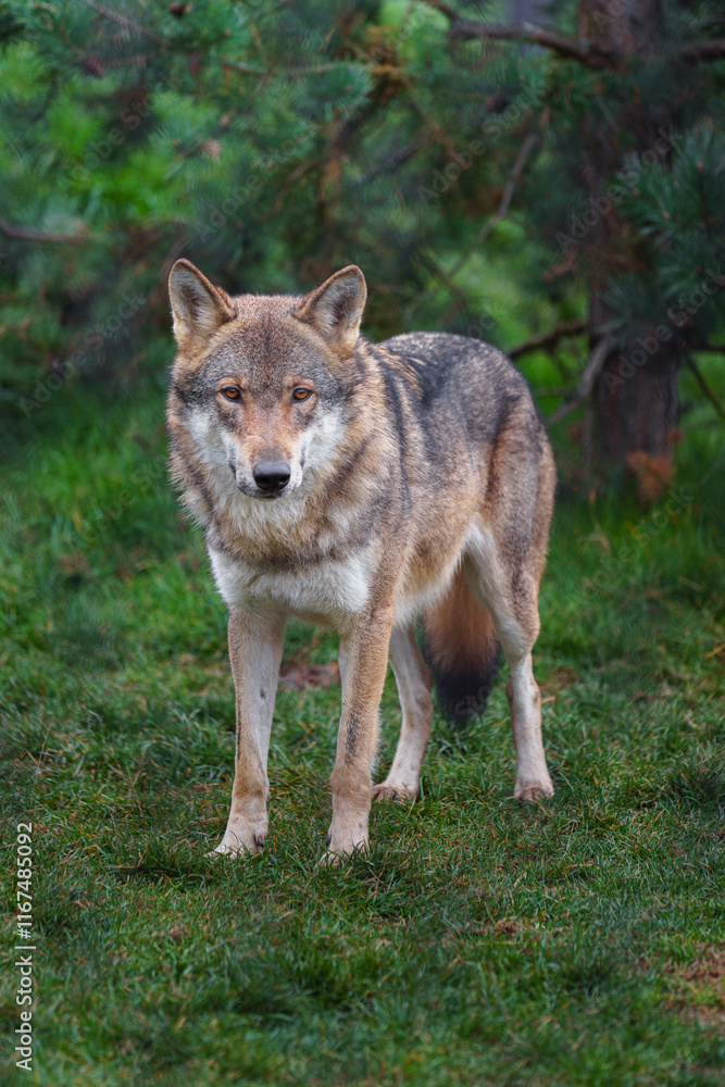 Fototapeta premium Grey wolf in autumn nature
