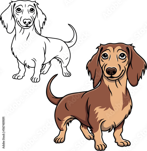 Dachshund dog vector