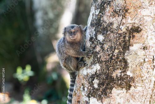 Photography Close-Up of a Common Marmoset Climbing a Tree in a Natural Habitat