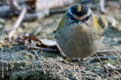  Un regolo comune (Regulus regulus) si muove sul terreno guardando dritto davanti a sé con sguardo determinato.
 photo