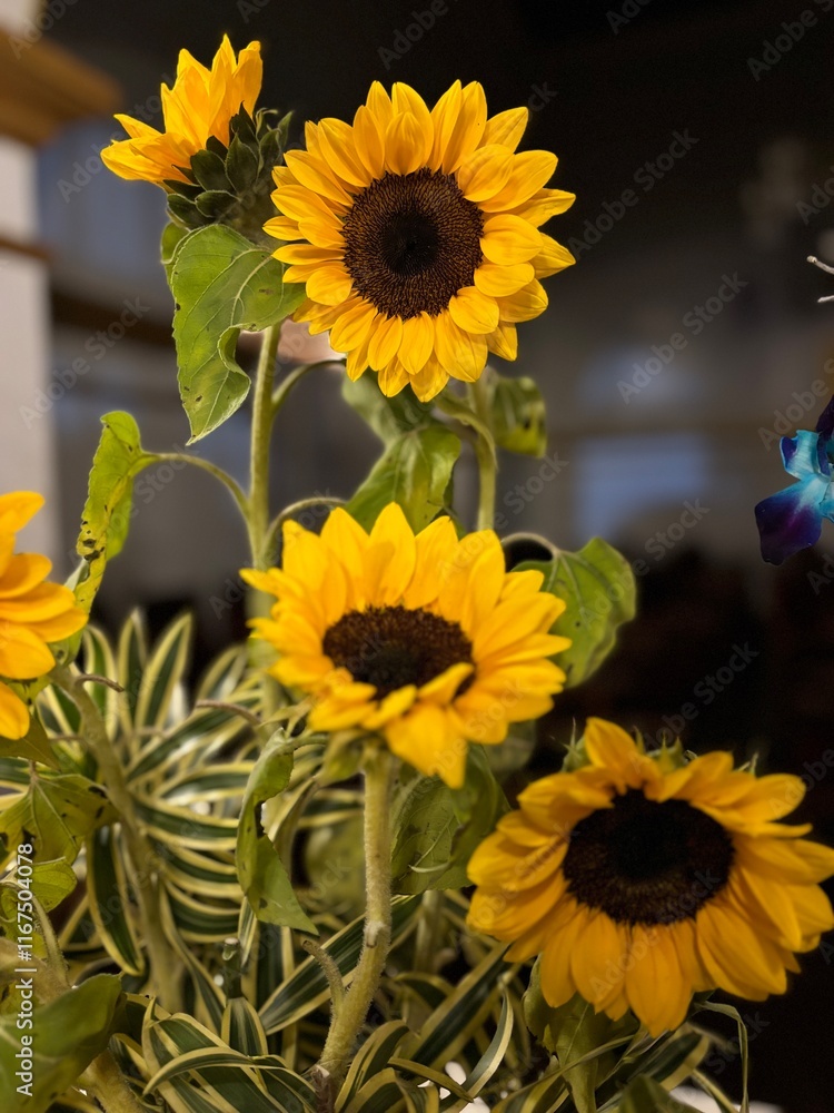 Obraz premium vibrant yellow sunflower in full bloom, showcasing its bright petals and striking center. A symbol of positivity, nature, and beauty, perfect for themes of agriculture and floral elegance.