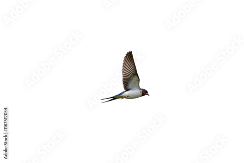 Red-rumped swallow in flight, Cecropis daurica, isolated on white, birds of Montenegro
 photo