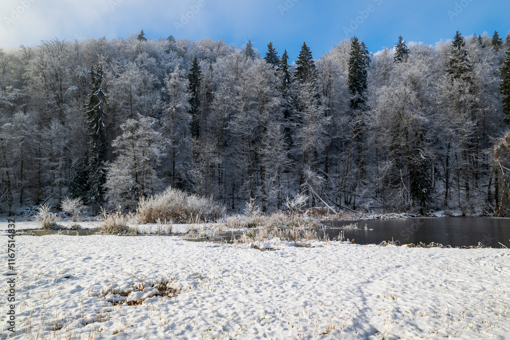 Fototapeta premium winter forest in the snow