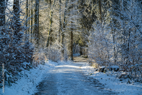 road in winter forest