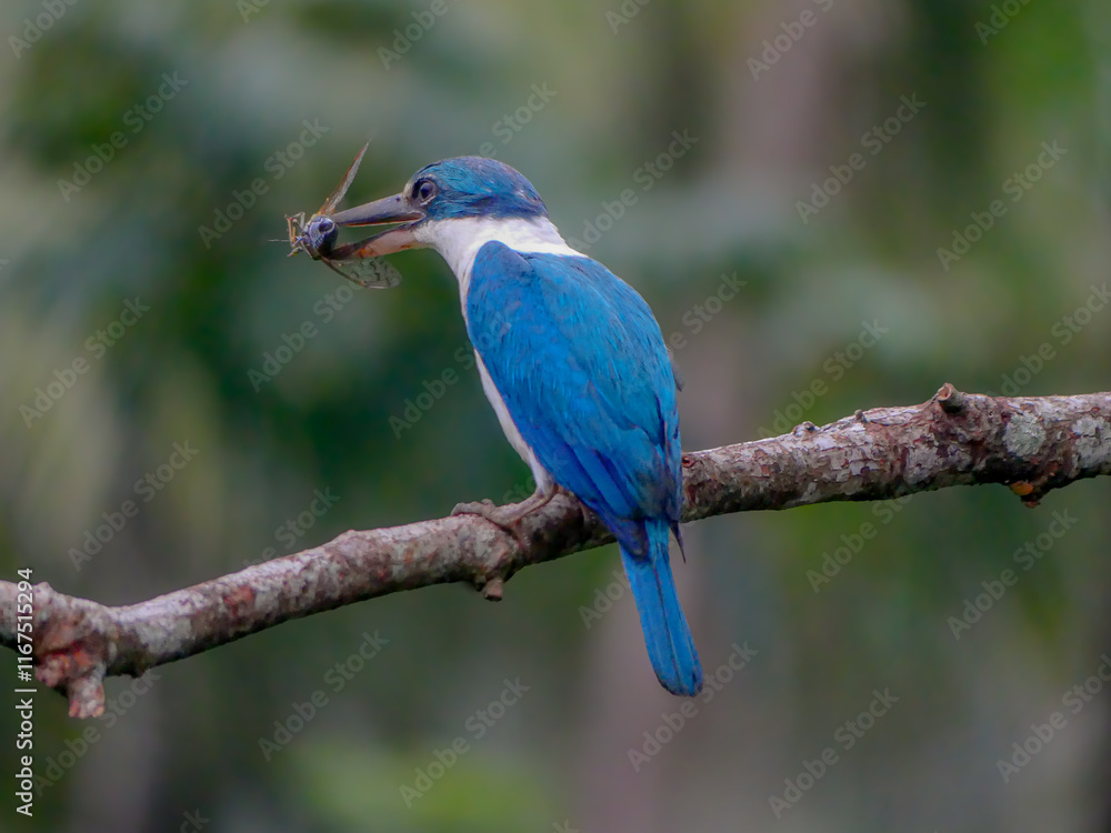 Kingfisher Kingfisher